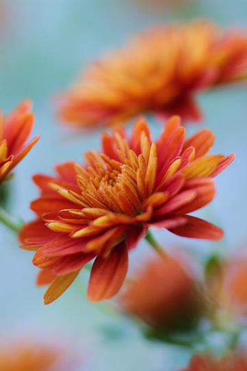 红旗飘扬  薪火相传  2025新县半程马拉松鸣枪开跑 近万名跑友再聚红城