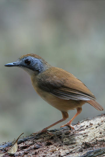 专家：中方同意与美接触不等于让步