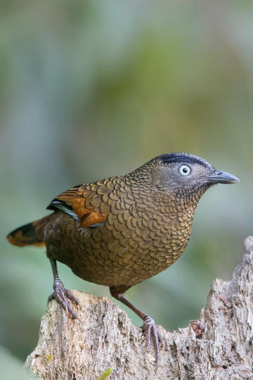 PCS（Pcs.是什么意思）