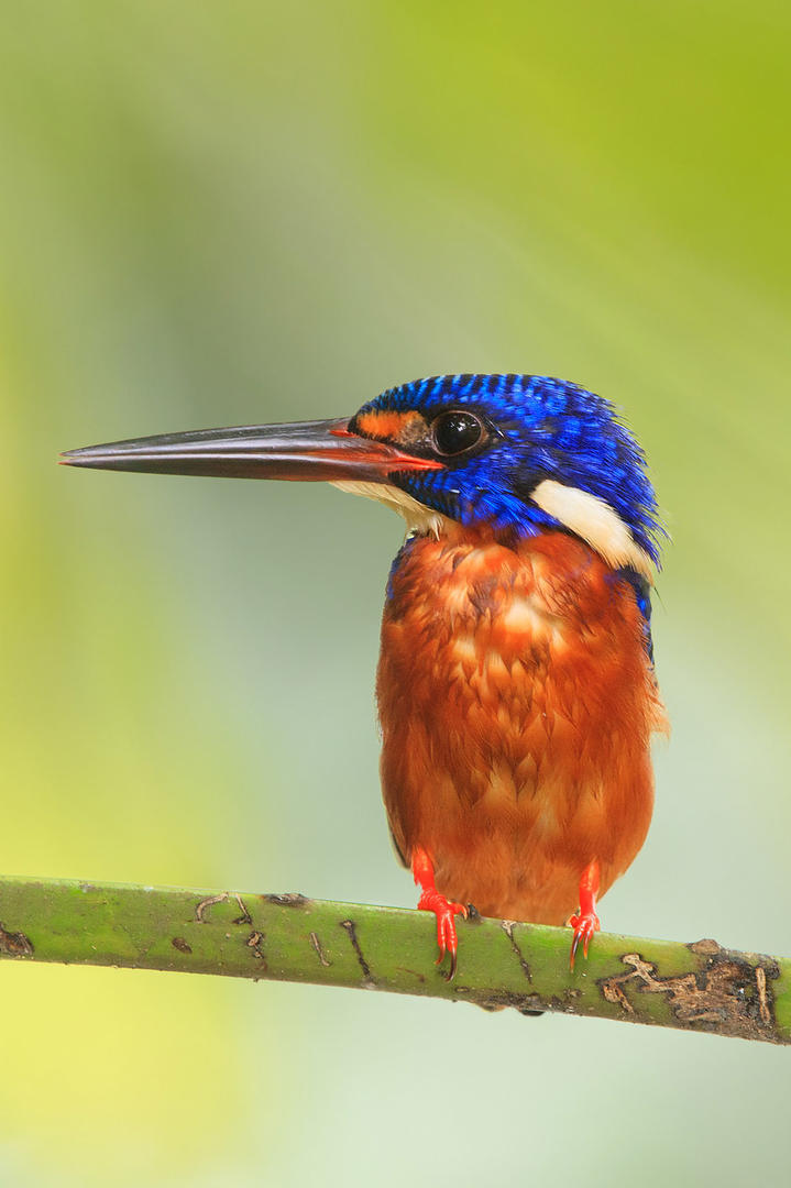 美股三大股指盘初走低 黄金股大涨