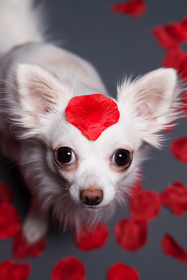 小米，再刷新纪录！大动作在即，雷军：已有九成把握！